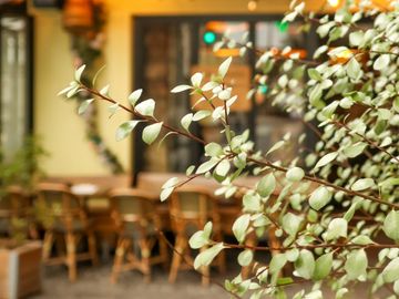 Close-up of green leaves with a cozy indoor seating area blurred in the background.