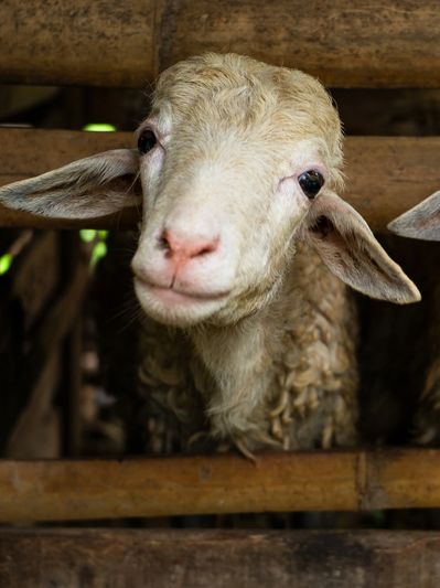 Close-up of a sheep's face looking through wooden bars.