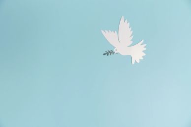 White dove holding an olive branch on blue background.