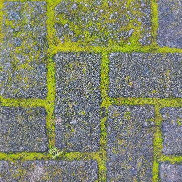 Algae & Moss on Block paving