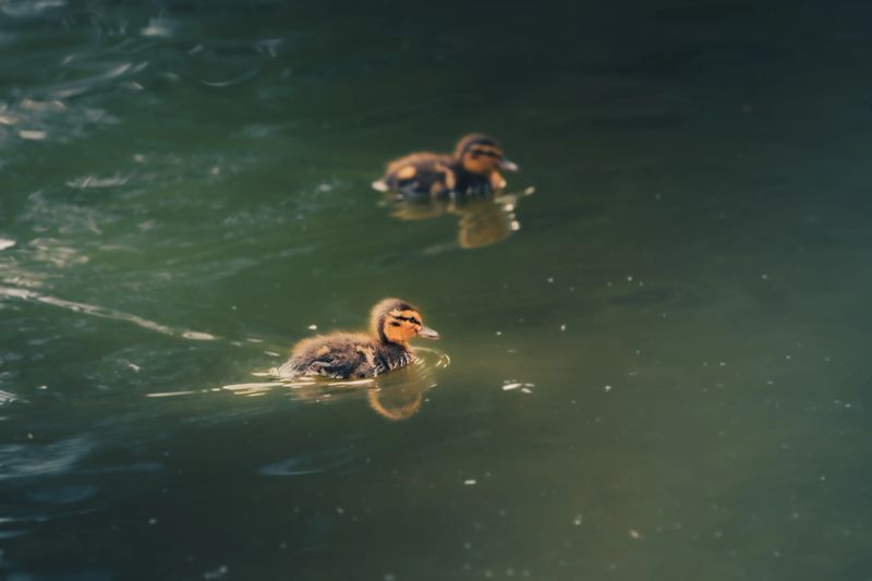 Two small ducklings swimming on a calm water surface, captured in soft natural light with a gentle and peaceful atmosphere.