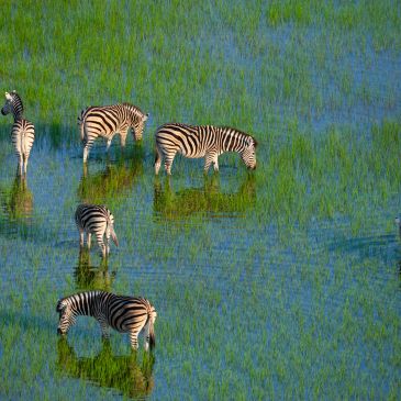 Zebras grazing in a water-filled grassland.