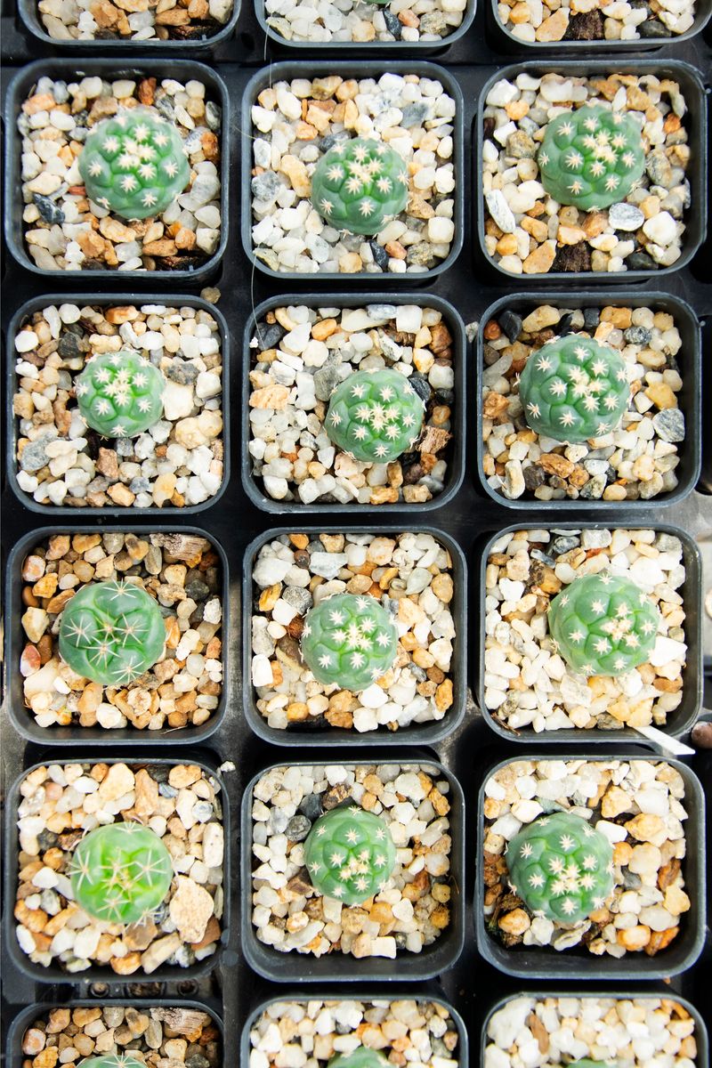 mixed Succulents or cactus background. Small Cactus in Pots to be Sold.