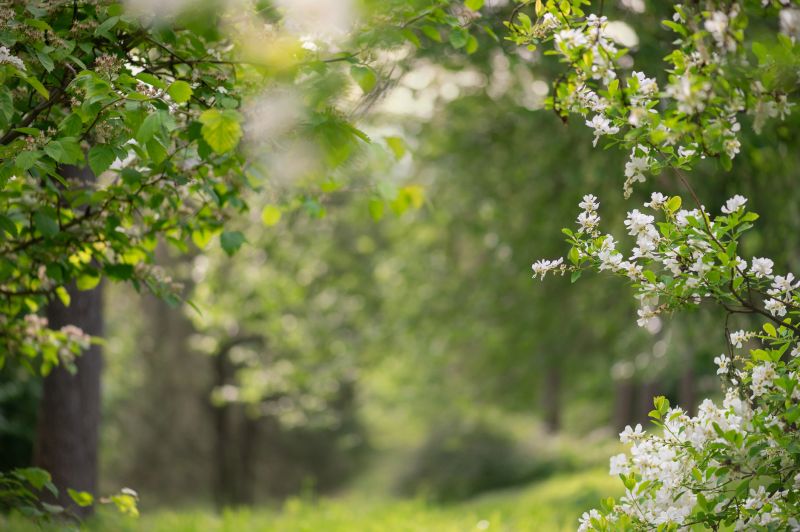 Horizontal spring garden scene with white blossoms and green foliage framing a soft blurred path in fresh natural light.