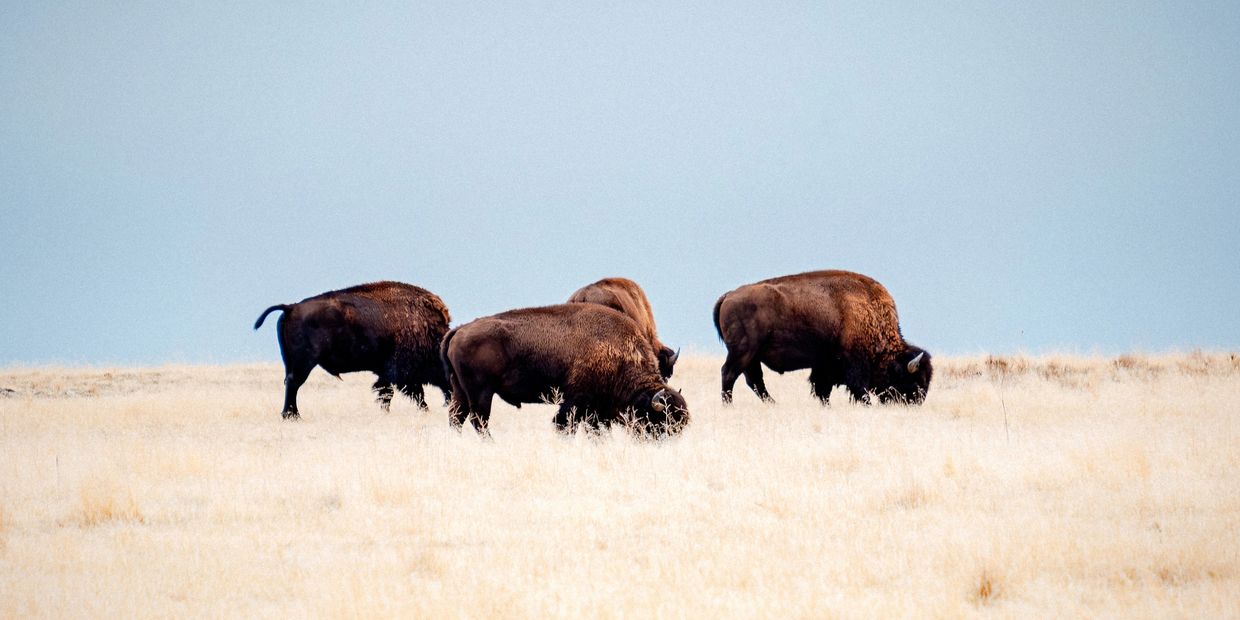 A group of bisons grazing in an open field.