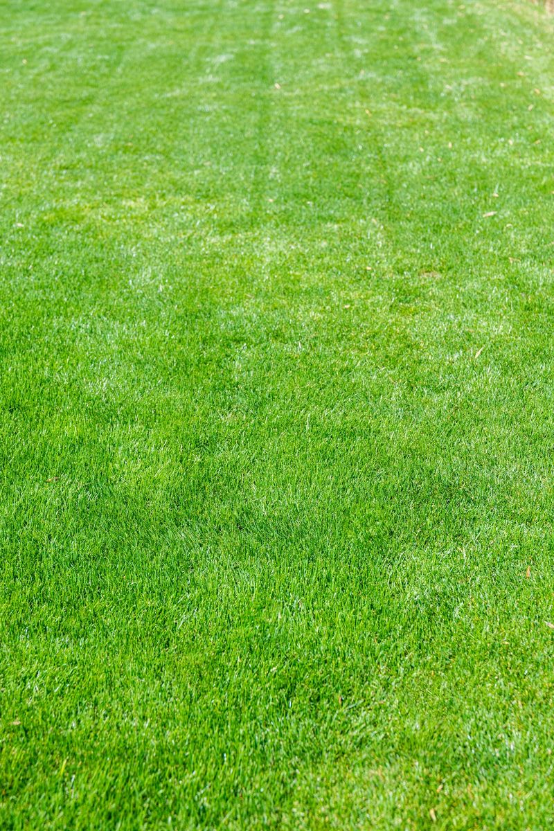 Natural green lawn background texture. A lush green lawn with neatly mowed stripes. The grass is vibrant and healthy, showcasing a well-maintained outdoor space