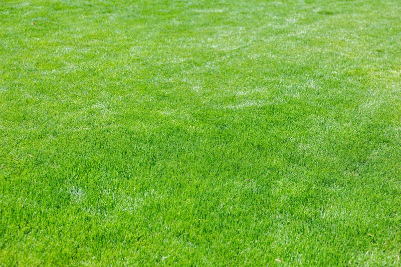 A lush green lawn with neatly mowed stripes. The grass is vibrant and healthy, showcasing a well-maintained outdoor space. Natural background.