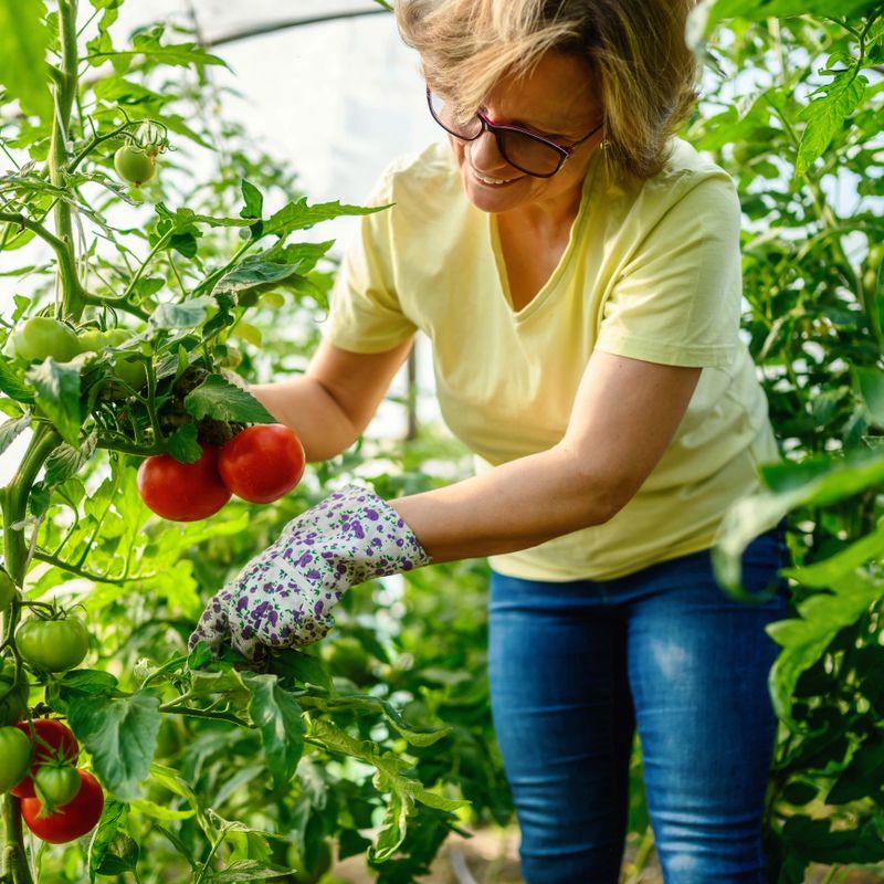 Woman picking ripe tomatoes in greenhouse