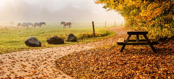 A misty autumn morning with horses grazing and a picnic table amidst fallen leaves.