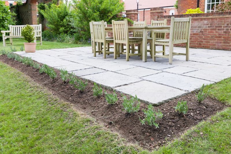 Young lavender plants (Lavandula angustifolia Munstead) planted in a row next to a patio in a UK garden during spring