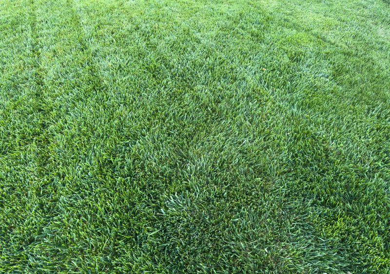 Bright green grass covers the ground evenly with subtle lines and texture sunlight highlights the blades creating a fresh outdoor scene perfect for sports play or relaxation