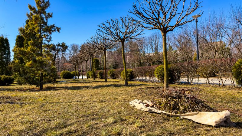 Tree cutting and yard cleanup in park. Workers are seen clearing branches and trimming trees in a public park on a sunny winter day, preparing for spring.