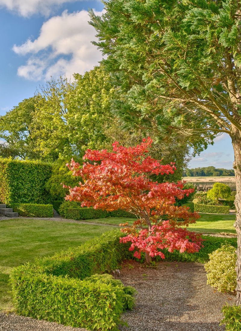 A tranquil Danish garden featuring a striking red Acer palmatum shrub, neatly trimmed hedges, and well-kept gravel paths. Bright sunlight highlights lush greenery and a calm, orderly landscape, inviting peaceful strolls and outdoor enjoyment in a country-side setting.