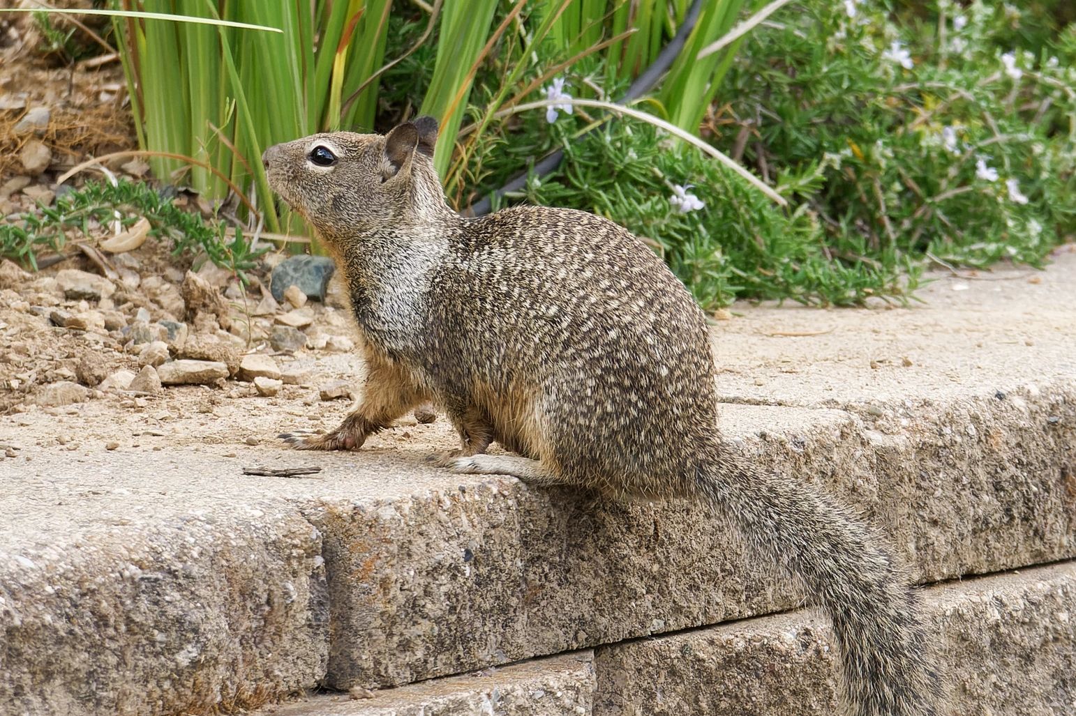 Ground Squirrel Removal Los Angeles CA