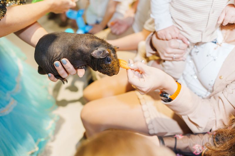 A group of people enjoy a gathering where children are feeding a guinea pig. Some kids are holding the animal while others watch.