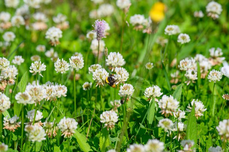 A vibrant spring meadow filled with delicate white clover flowers and buzzing bumblebees amongst lush green grass