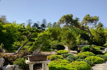 A young pine tree growing in a black container outdoors.