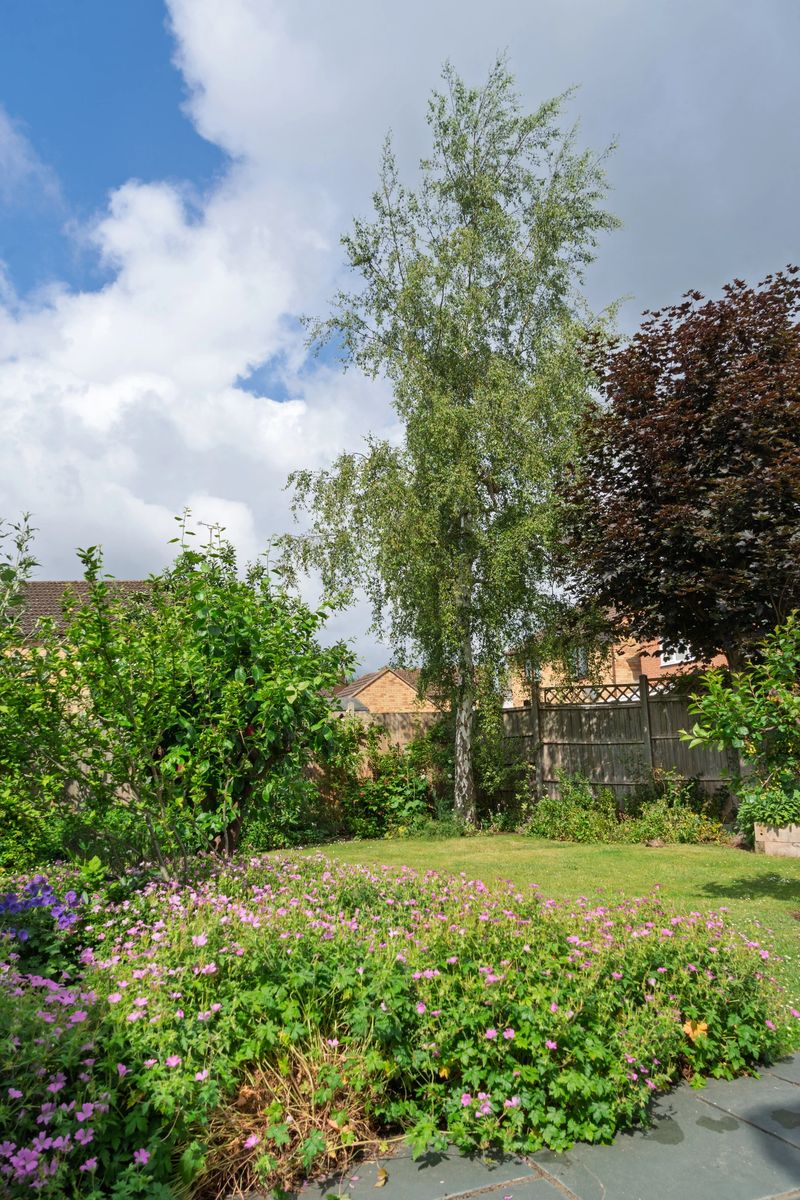 A peaceful suburban garden scene features a well-maintained backyard with a lush green lawn, borders of pink and purple flowering plants including lavender and geraniums, and a tall silver birch tree (Betula pendula) providing shade. In the foreground, a stone patio holds a round wooden table surrounded by cushioned chairs, ideal for outdoor relaxation. The background shows terraced brick houses with chimneys and satellite dishes under a partly cloudy blue summer sky. Captured in Huntingdonshire near Cambridge, England, on a morning in June, this image evokes tranquility and natural beauty. Suitable for commercial use in lifestyle magazines, real estate listings, gardening blogs, home decor advertisements, and editorial content on UK suburban living or sustainable landscaping.