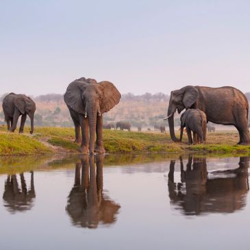 Elephants by a waterhole with reflections.