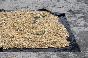 Sliced garlic drying on black plastic sheet.