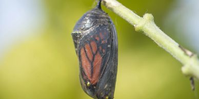 Monarch butterfly chrysalis hanging from a branch.