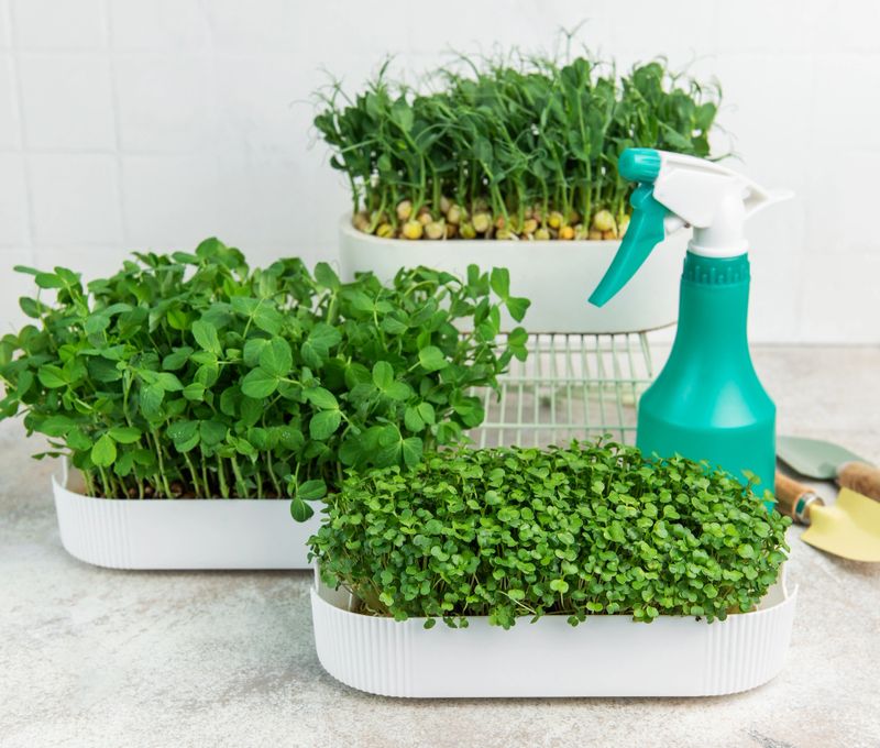 Varieties of organic microgreens sprouting in trays, ready for harvest and meal use