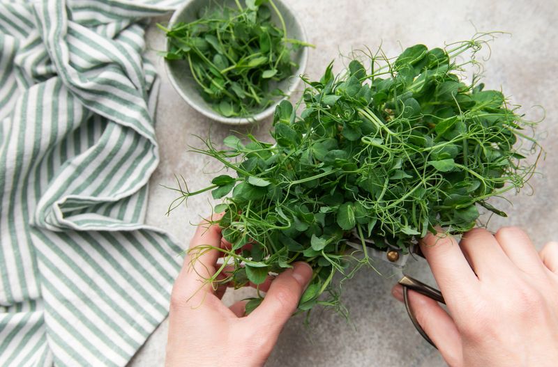 Hands harvesting vibrant pea microgreens into a bowl for healthy eating