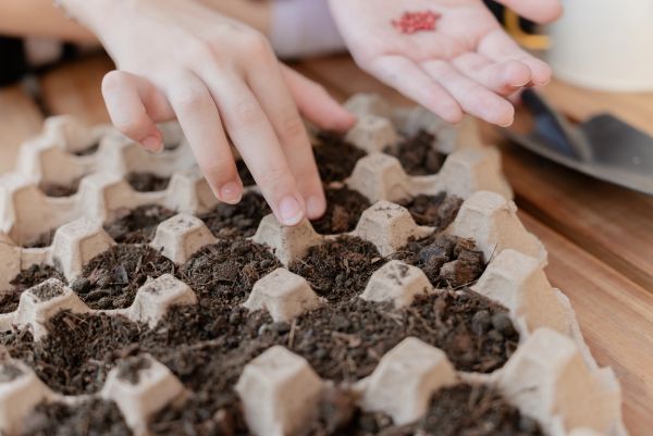 Hands planting seeds in soil-filled egg carton.
