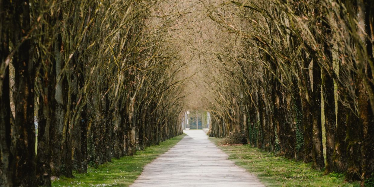 Tree-lined path forming a natural arch.