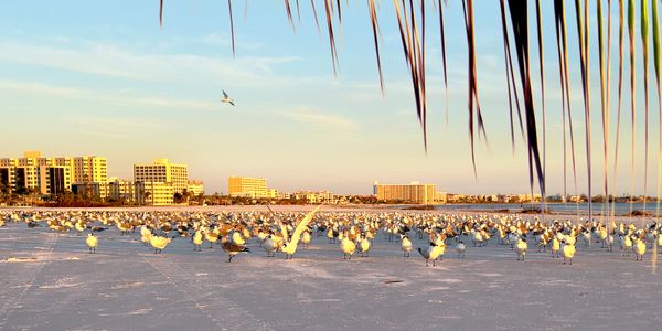 Seagulls gather on a sandy beach at sunset with city buildings in the background.