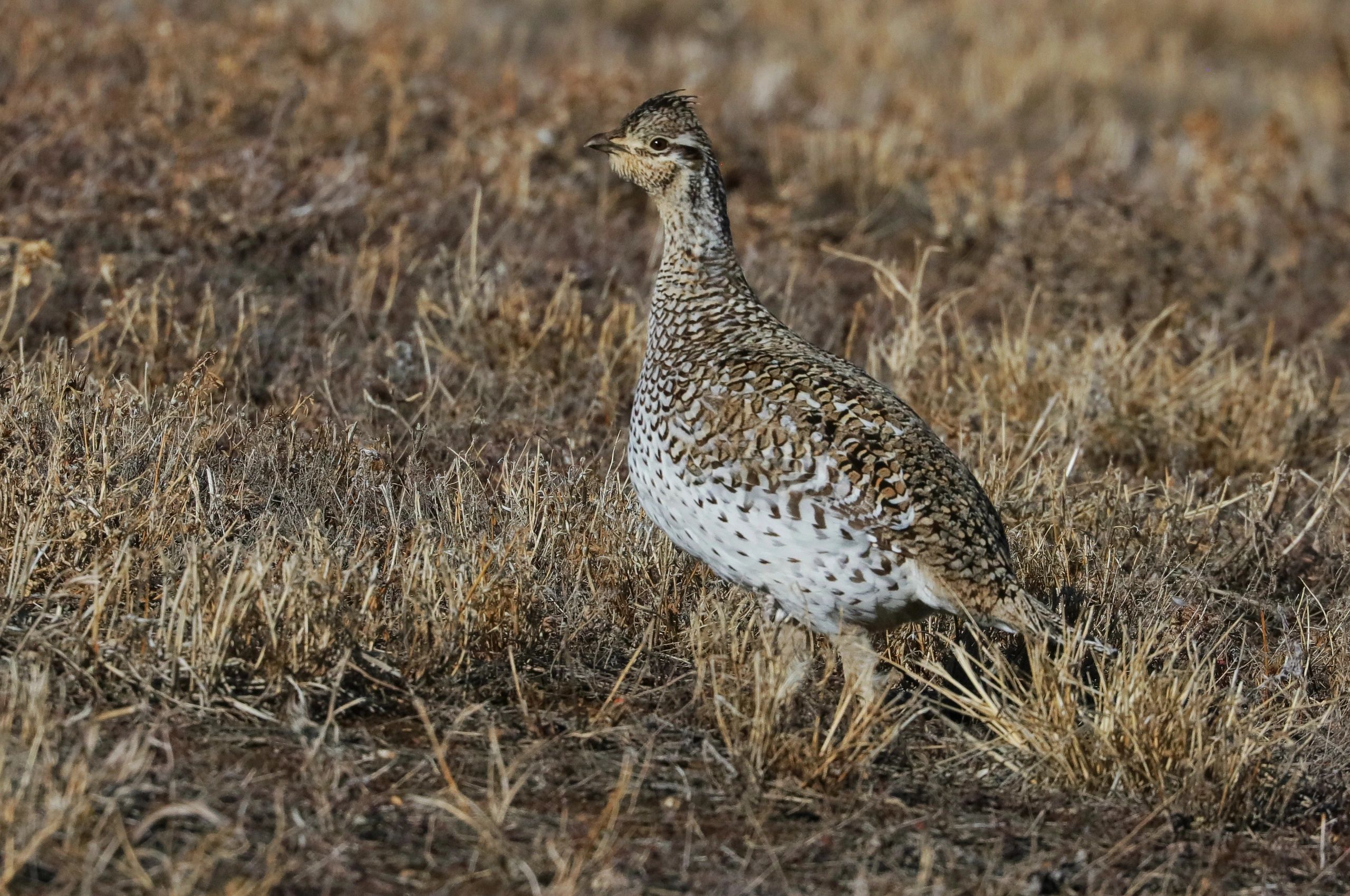 Grouse & Partridge