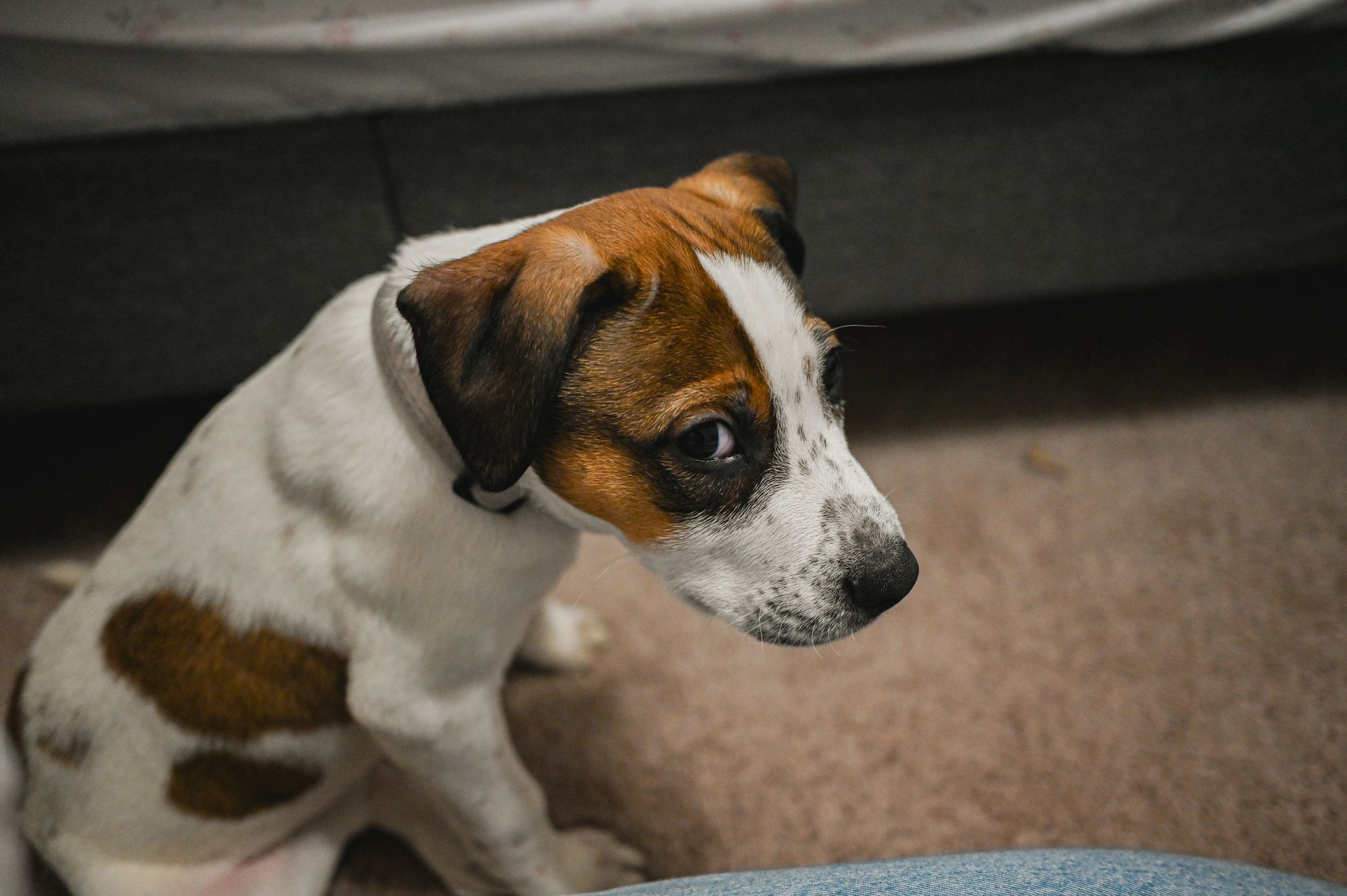 How to Train Your Dog to Toilet Properly