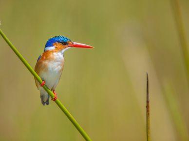 A colorful kingfisher bird perched on a green reed.