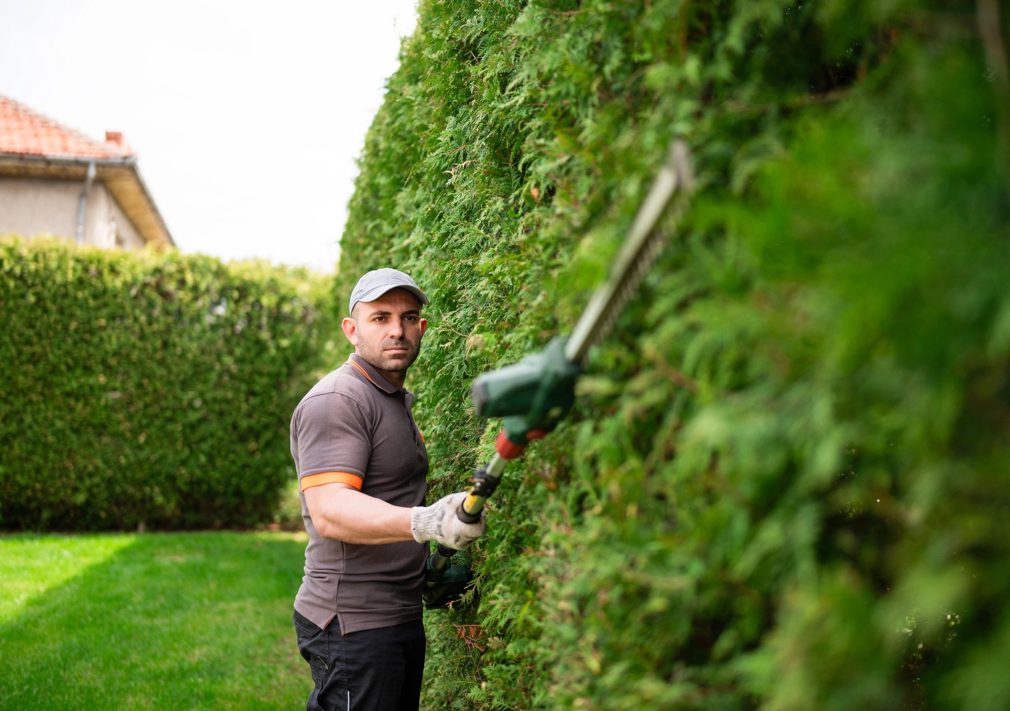 Man trimming a tall hedge with a hedge trimmer.