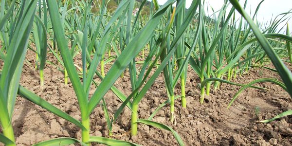 Garlic growing in a field
