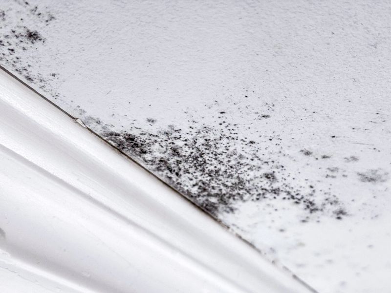 A corner of a ceiling shows black mold. This spot is likely affected by moisture. The area needs cleaning and possible repairs to prevent further growth.