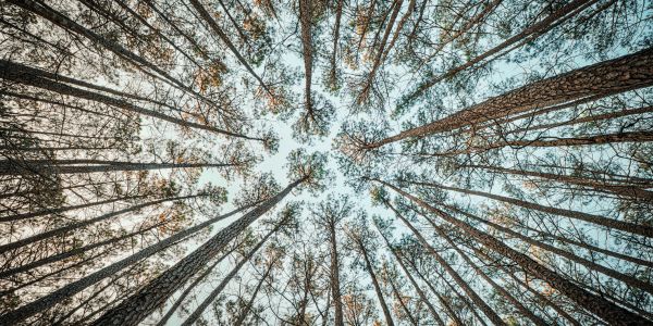 #FORESTROAD, #TRAILS, #FORESTRYMULCHING, #LANDCLEARING, #EMERGENCYTREESERVICE