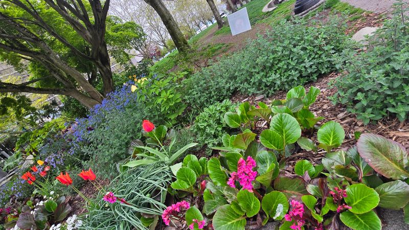 A spring garden bed, featuring vibrant pink Bergenia blooms in the foreground. The planting includes tulips, blue forget-me-nots, and mixed green foliage set in wood‑chip mulch, creating a textured, well‑maintained landscape within the park.