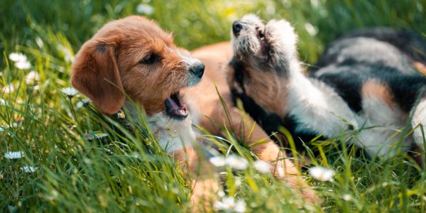 Two puppies playing and lying in the grass.