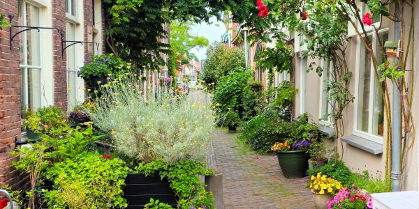 Cozy narrow alleyway with abundant plants and flowers.