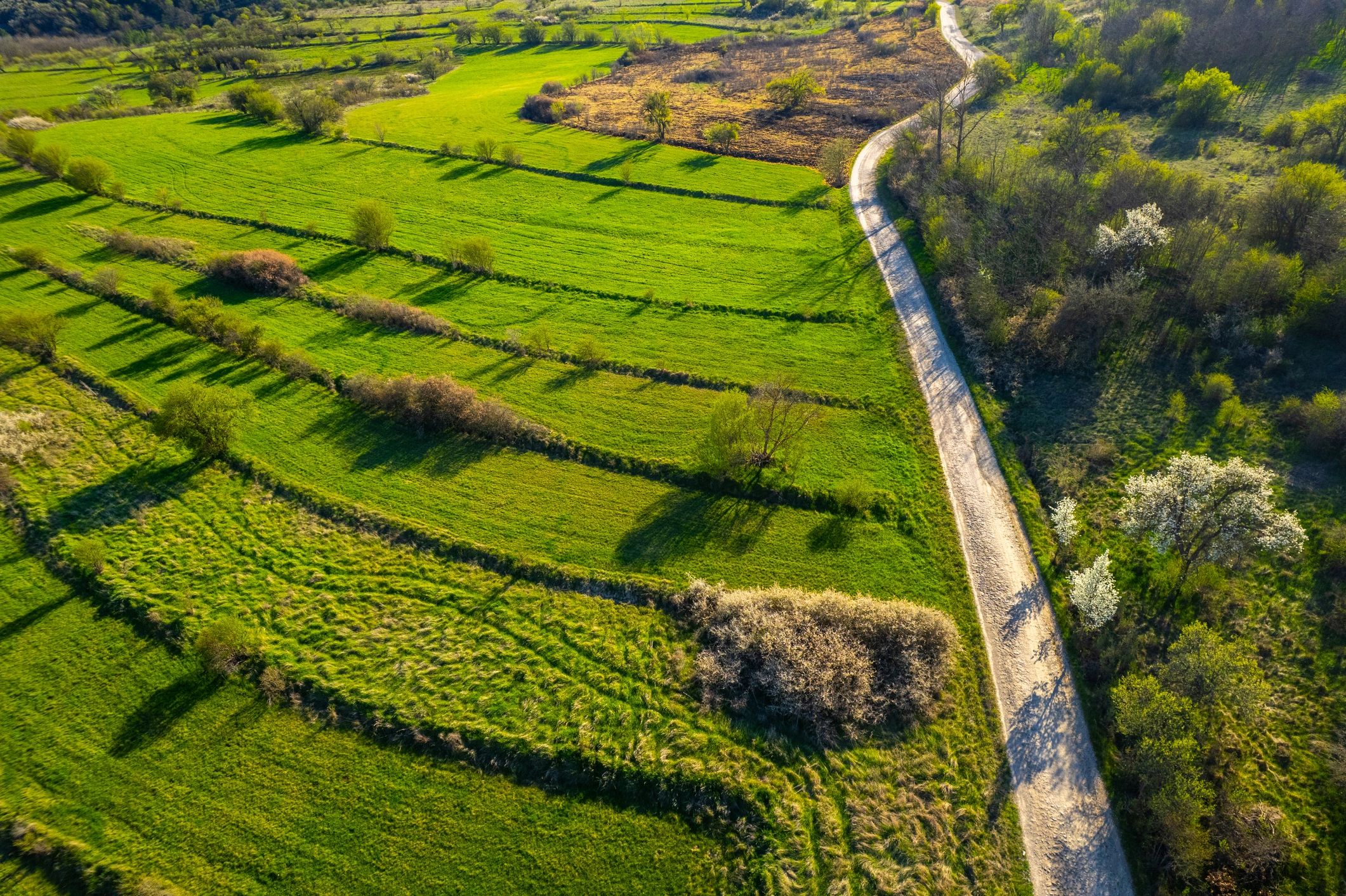 Winding dirt road through lush green fields and trees.