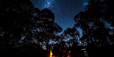 Campers under a starry night sky surrounded by trees.