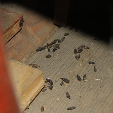 Rodent droppings on a wooden floor.