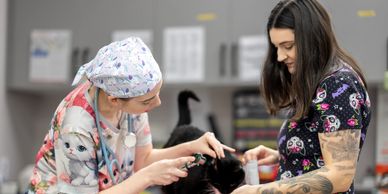 Veterinarians examining a black cat at a clinic.