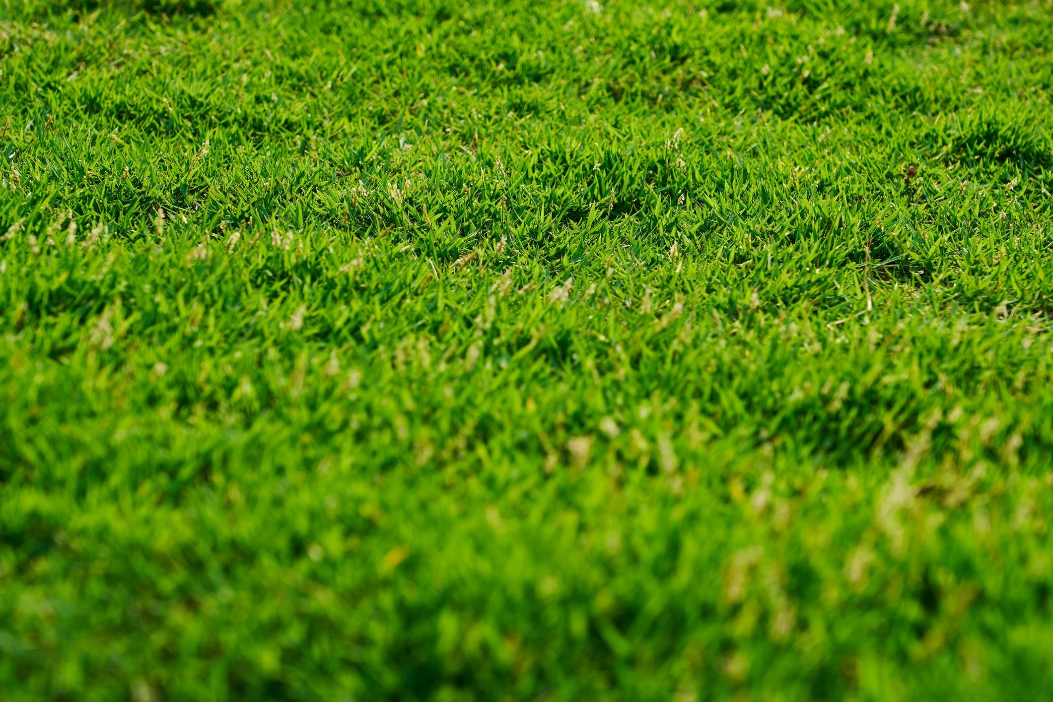 Close-up of lush green grass under sunlight.