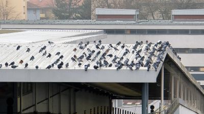 Many pigeons perched on a rooftop.