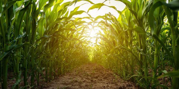Sunlight shining through green corn plants in a field.