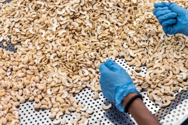 Gloved hands sorting cashew nuts on a perforated surface.