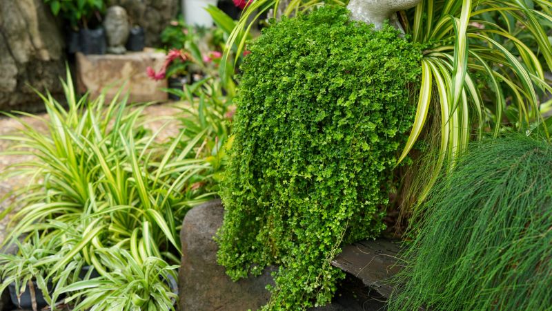 Lush green foliage cascades gracefully from stone feature, creating serene garden atmosphere. Various plants surround area, enhancing natural
