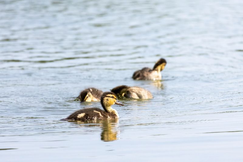 Curious ducklings forage together on a gentle lake searching below the surface for snacks. Ripples spread around the fuzzy explorers as they practice new feeding skills